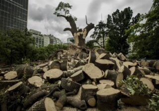 Organizaciones Porteñas Exigen Compromiso Ambiental a Candidatos Legislativos
